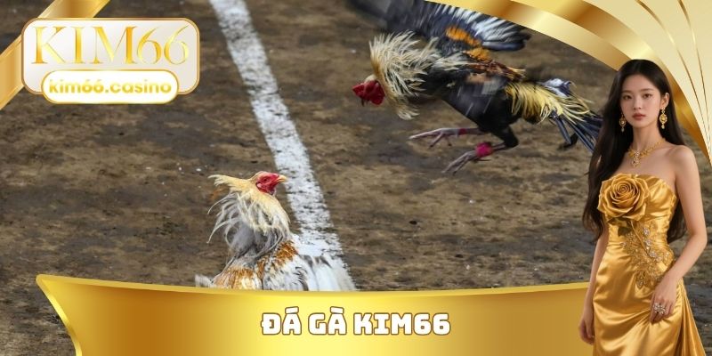 Đá gà KIM66