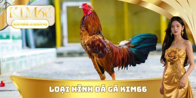Loại hình đá gà KIM66