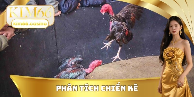 Phân tích chiến kê của đá gà KIM66