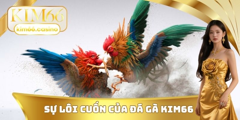 Sự lôi cuốn của đá gà KIM66